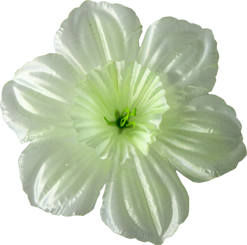 Головки квітів Нарцис Головки квітів Нарцис