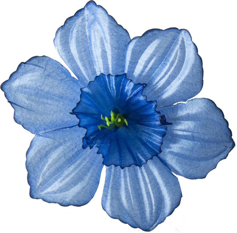 Головки квітів Нарцис Головки квітів Нарцис