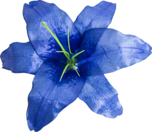 Головки квітів Лілія 001 Головки квітів Лілія 001