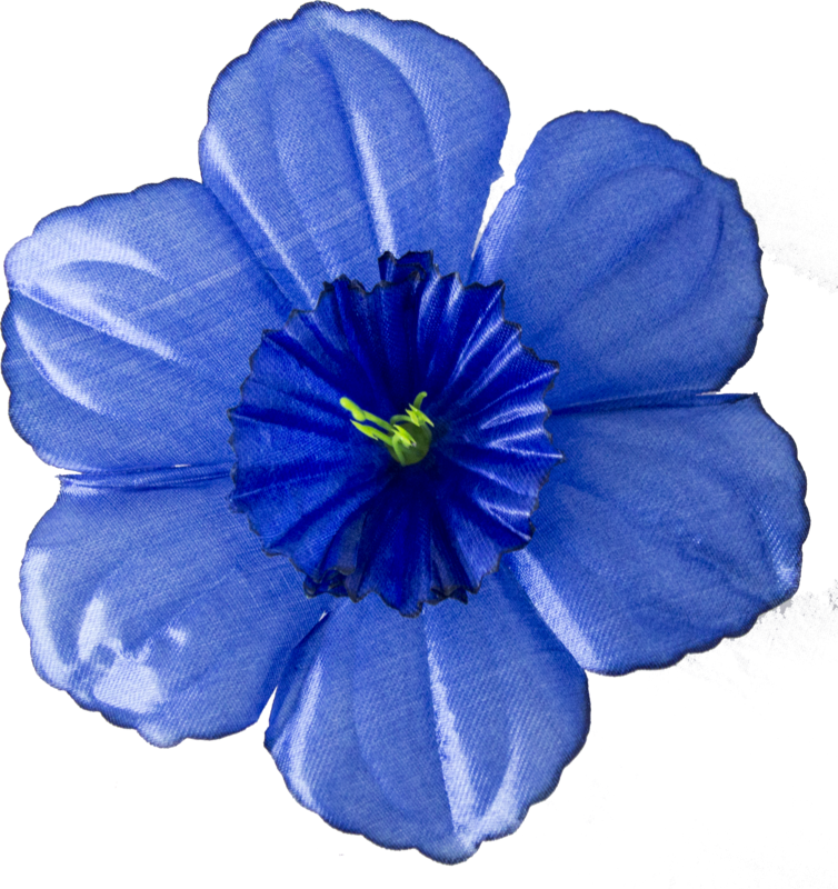 Головки квітів Нарцис Головки квітів Нарцис