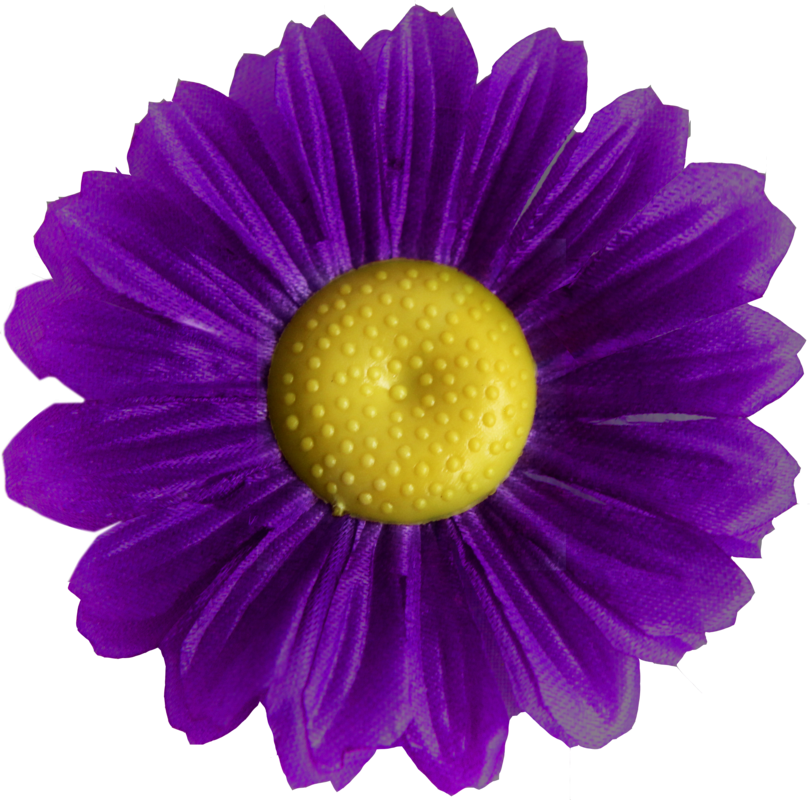 Головки квітів Ромашка Нова Головки квітів Ромашка Нова