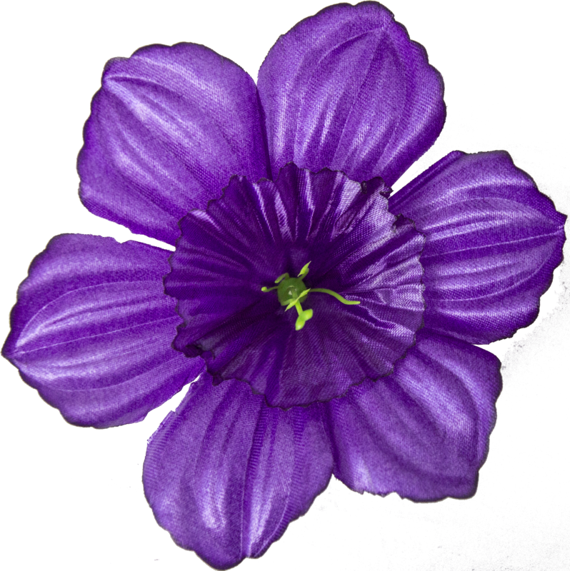 Головки квітів Нарцис Головки квітів Нарцис