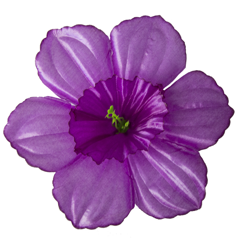 Головки квітів Нарцис Головки квітів Нарцис