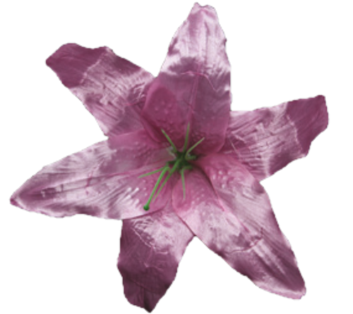 Головки квітів Лілія 001 Головки квітів Лілія 001