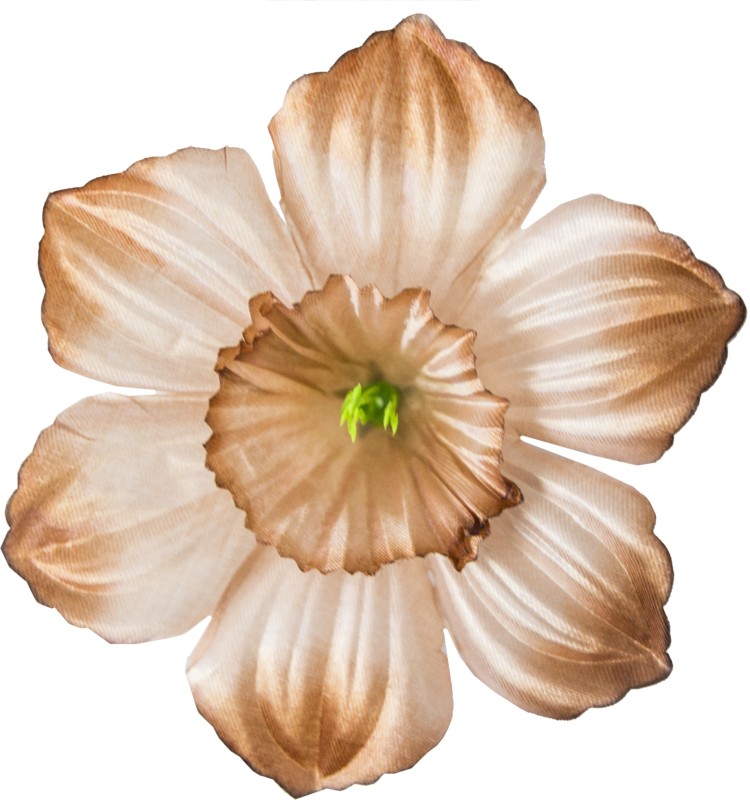 Головки квітів Нарцис Головки квітів Нарцис