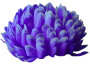 Фиолет с белым кантом К235