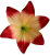 Персикова з кантом К116
