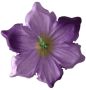 Сирень с фиолетовым кантом К238