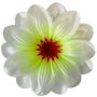 Білий із салатовою серединою K101