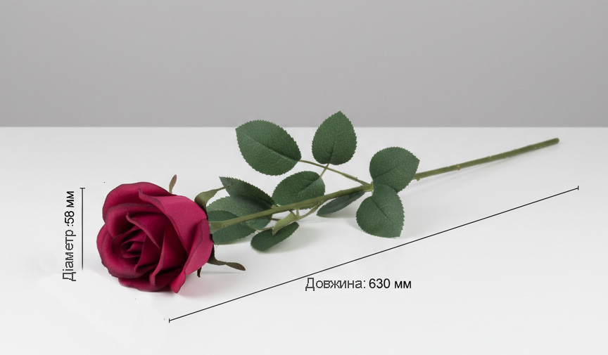 Троянда характеристики з ніжкою